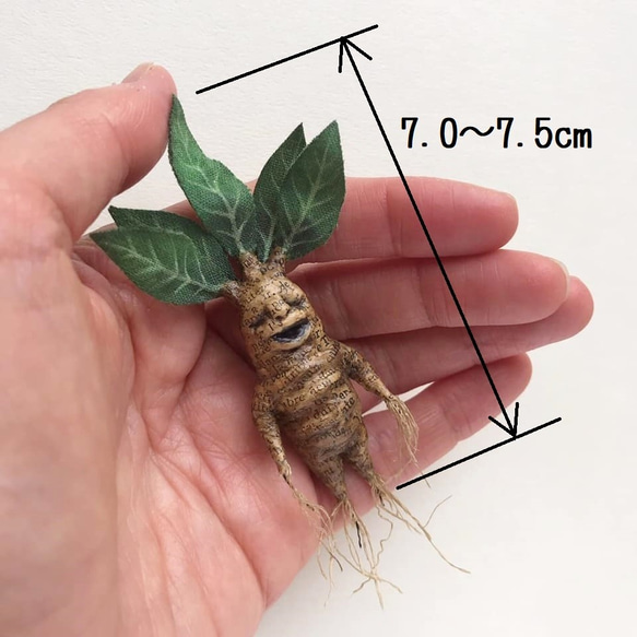 【特集掲載】マンドレイクのブローチ（ボックス付き） 2枚目の画像