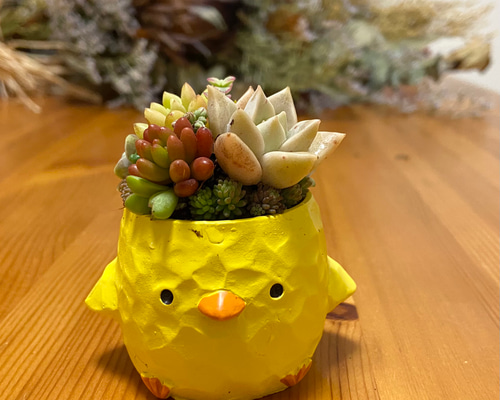 集めてかわいいちまちま寄せ ひよこ 多肉植物 多肉植物 kanomarihome