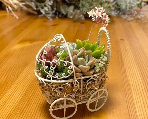 多肉  寄せ植え★flower 29car 水色★ 楽天市場】多肉植物 寄せ植え 鉢 セット Φ8.5cm 観葉植物