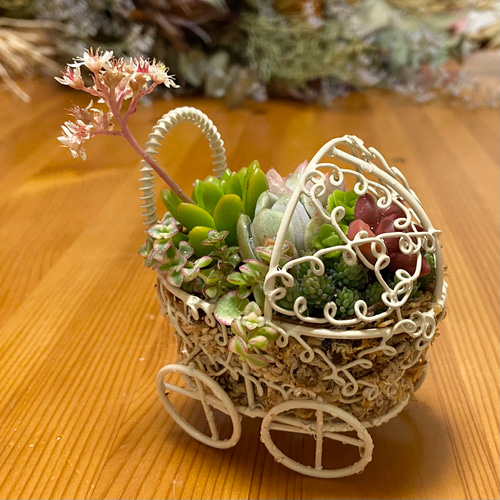 多肉植物 寄せ植え2019★2020 フラワーカー アンティーク鉢 多肉植物 寄せ植え2019☆2020 フラワーカー アンティーク鉢