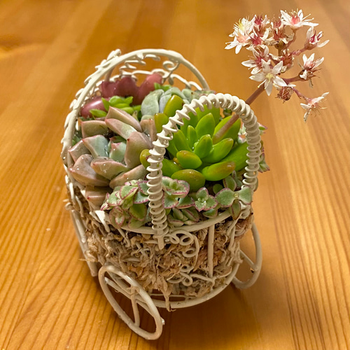 多肉植物寄せ植え 乳母車 多肉植物 kanomarihome 通販 11732095