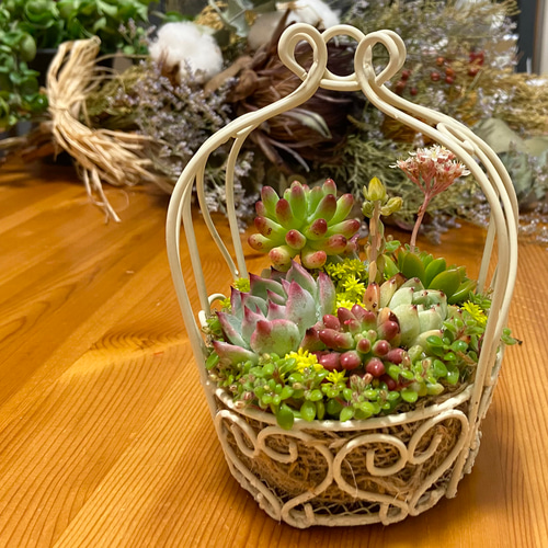 多肉植物寄せ植え ワイヤーバスケット 多肉植物 kanomarihome 通販