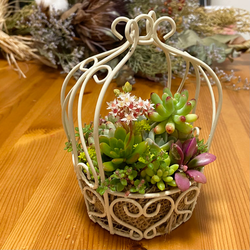 多肉植物寄せ植え ワイヤーバスケット 多肉植物 kanomarihome 通販