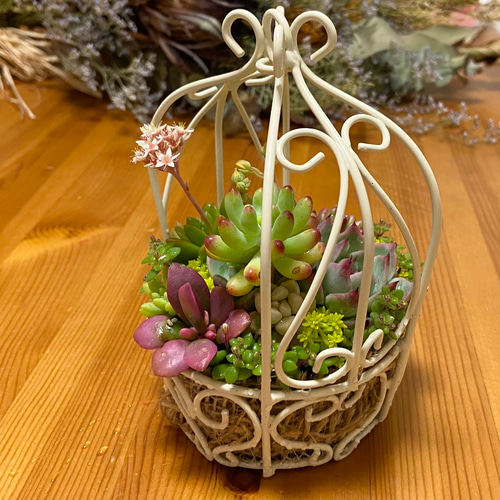 多肉植物 ♡そのまま飾れる寄せ植え♡ラタムバスケット2点セット♬*° 多肉植物寄せ植え そのまま飾れる 2つセット☆* 多肉植物寄せ