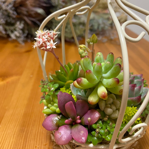 多肉植物寄せ植え ワイヤーバスケット 多肉植物 kanomarihome
