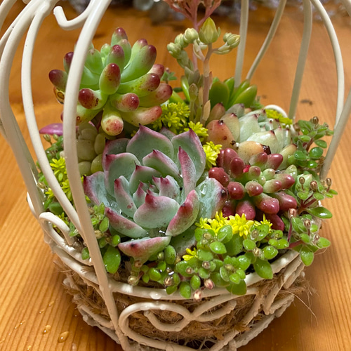 ✿多肉寄せ植え✿白かご✿ワイヤークラフト籠 ✿そのまま飾れます hqdefault.jpg