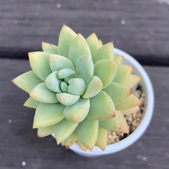 ブルーブリトー　多肉植物 1枚目の画像