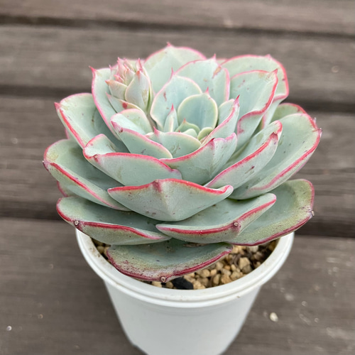 ピーチアンドクリーム アトランティス 多肉植物 多肉植物