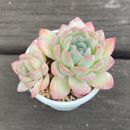 スイレン スリョン 多肉植物 多肉植物 kanomarihome 通販 11817525