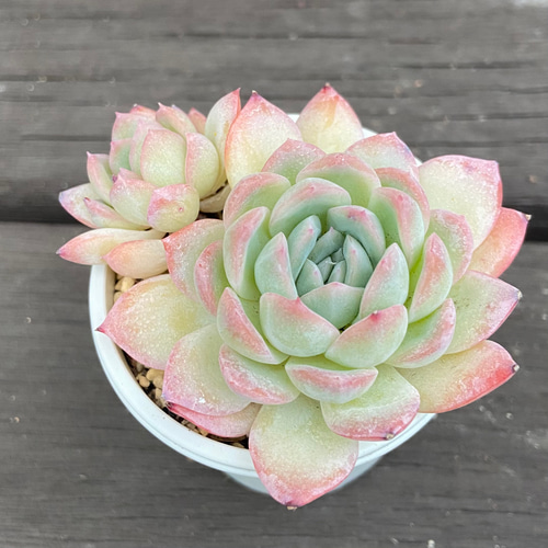 多肉植物   スリョン　韓国苗 第四種送料無料◇スリョン・スイレン◇多肉植物 韓国苗 多肉植物