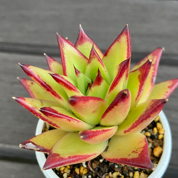 Top【選抜株】多肉植物　T26428リップスティック錦綴化30個　鉢無し/脱土 Top【選抜株】多肉植物 T26428リップスティック錦綴化30個 鉢無し/脱