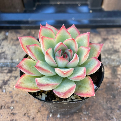 プリドニス 花うらら 多肉植物 その他素材 kanomarihome 通販 11817567 