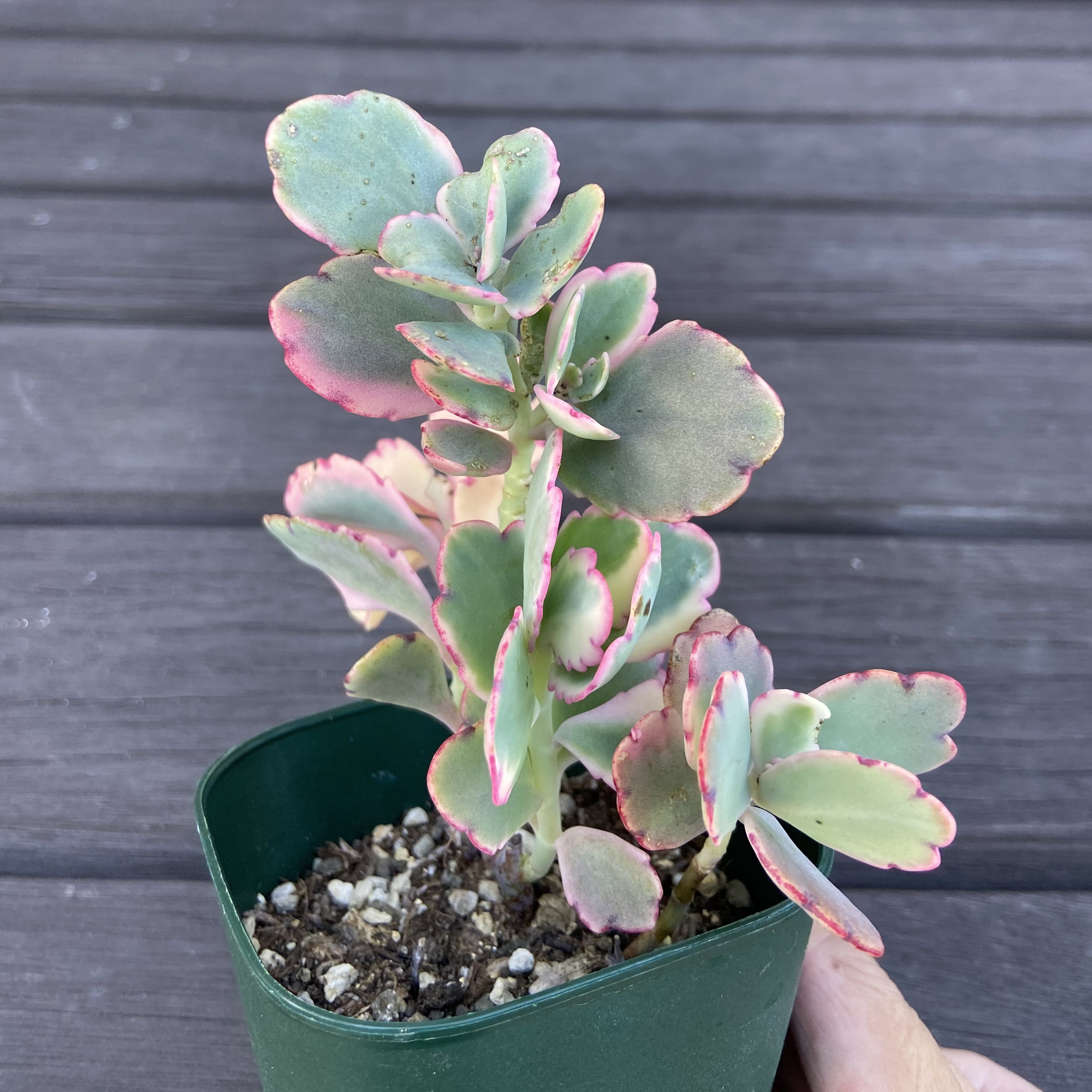 胡蝶の舞錦 多肉植物 多肉植物 kanomarihome 通販 11912928