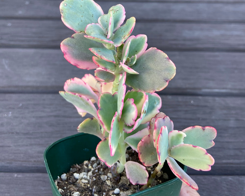 胡蝶の舞錦 多肉植物 多肉植物 kanomarihome 通販 11912928｜Creema