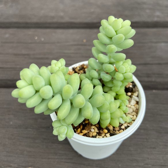 ビアホップ 新玉つづり 多肉植物 多肉植物 kanomarihome 通販 12007995