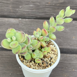 ペンデンス　多肉植物 2枚目の画像