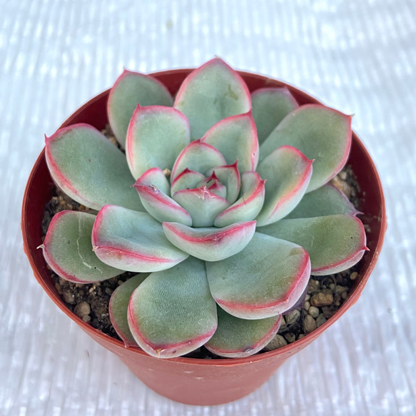 プリドニス　花うらら　多肉植物 1枚目の画像