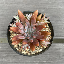 凛華。多肉植物。玉椿。根付き。二つで3cm. 凛華。多肉植物。玉椿。根付き。二つで3cm. 凛華様専用。多肉植物。