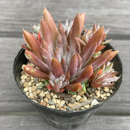 凛華。多肉植物。玉椿。根付き。二つで3cm. 凛華。多肉植物。玉椿。根付き。二つで3cm. 凛華様専用。多肉植物。