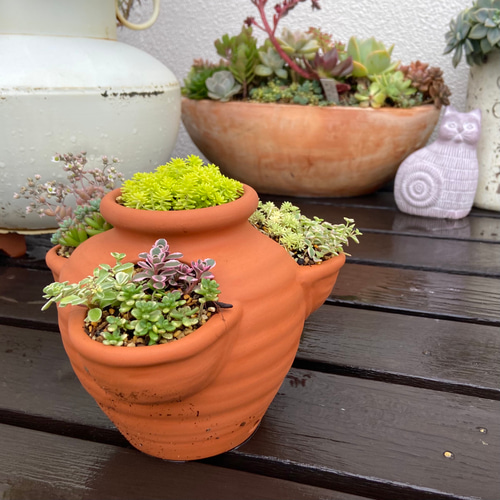 セダムいっぱいストロベリーポットの寄せ植え 多肉植物 多肉植物