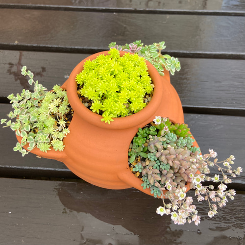 セダムいっぱいストロベリーポットの寄せ植え 多肉植物 多肉植物