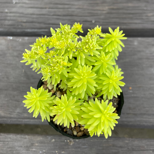 ミモザ 多肉植物 その他素材 kanomarihome 通販 12121115｜Creema