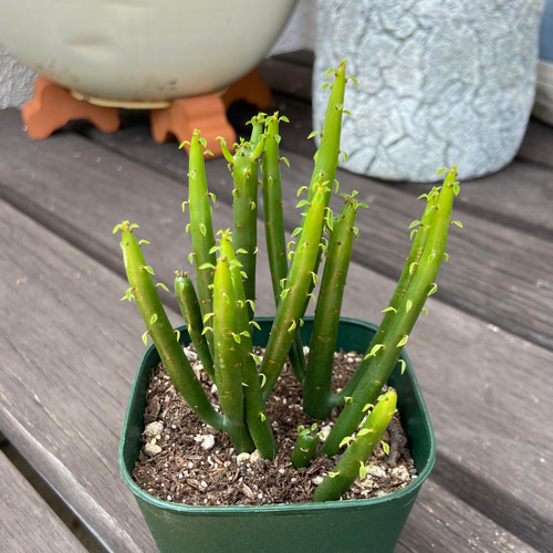 ユーフォルビア セドロルム 多肉植物 多肉植物 kanomarihome 通販