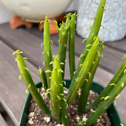 ユーフォルビア　セドロルム　多肉植物 2枚目の画像