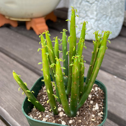 ユーフォルビア　セドロルム　多肉植物 3枚目の画像