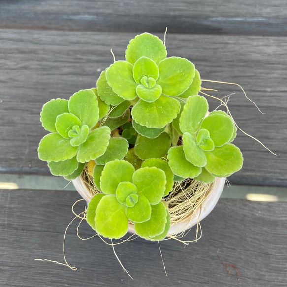 手のひらサイズのアロマティカス　多肉植物 2枚目の画像