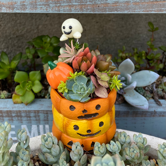 集めてかわいいちまちま寄せ かぼちゃ 多肉植物 多肉植物