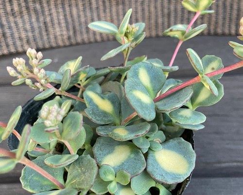 もうすぐ開花斑入りミセバヤ 多肉植物 多肉植物 kanomarihome 通販