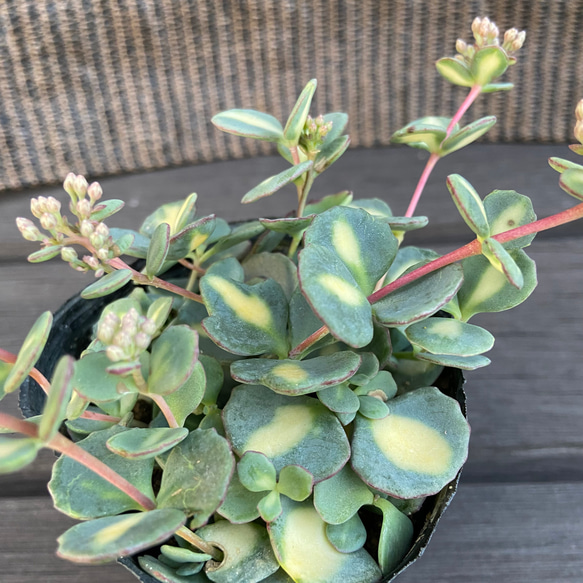 もうすぐ開花斑入りミセバヤ 多肉植物 多肉植物 kanomarihome