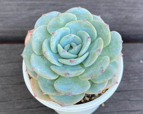 多肉植物　モンブラン ruruplant-store_taniku8775543