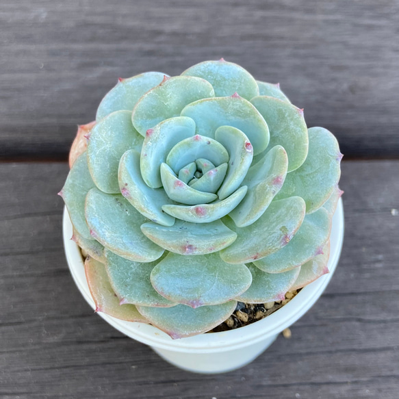 丸葉モンブラン 多肉植物 多肉植物 kanomarihome 通販 12684736