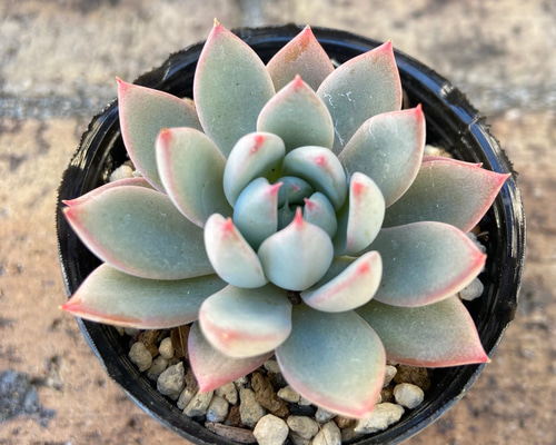 その他多肉植物 natural kh61189-11.jpg