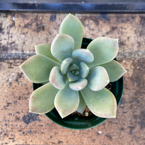 ウォースレア　プロセラ(ブルーアマリリス) 超激レア種　多肉植物 ウォースレア プロセラ(ブルーアマリリス) 超激レア種 多肉植物 希少