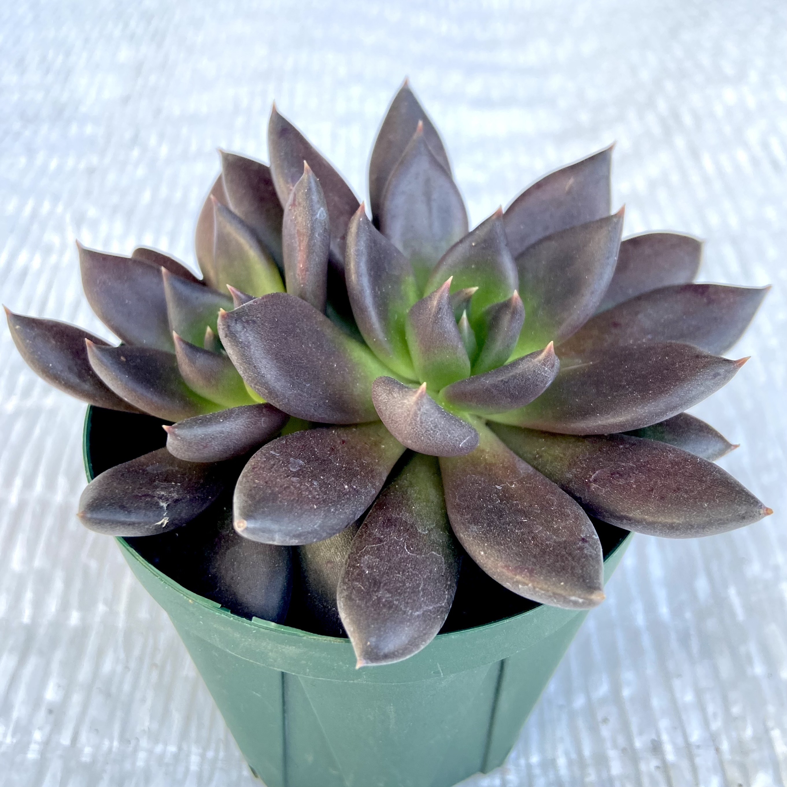 PH-BLACK オリジナルラベル付き ペキヘミアロエ 多肉植物 ✨レア✨️