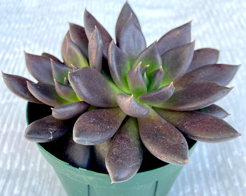 ✨レア✨️ PH-BLACK オリジナルラベル付き ペキヘミアロエ 多肉植物 imgrc0110184451.jpg