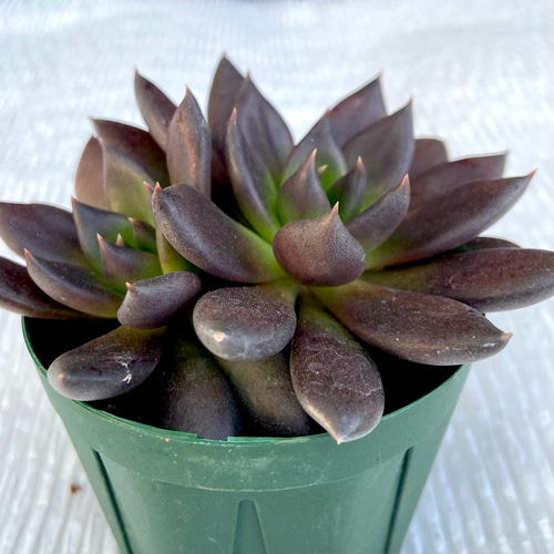 ブラックキング 多肉植物 多肉植物 kanomarihome 通販 12848795