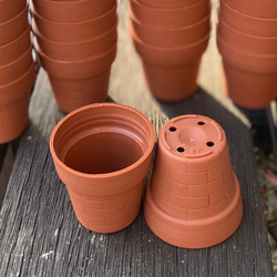 プルビナータ フロスティ 綴化 多肉植物 多肉植物 kanomarihome 通販