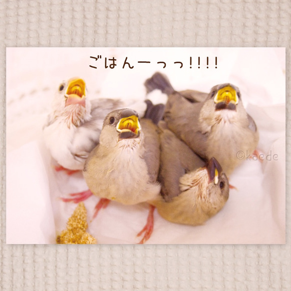 文鳥ひな写真集『もえひなぶん』 5枚目の画像