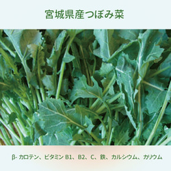 【50％OFF】※●自然解凍するだけ●※4パック宮城県産つぼみ菜のおひたし・食べきりサイズ 4枚目の画像