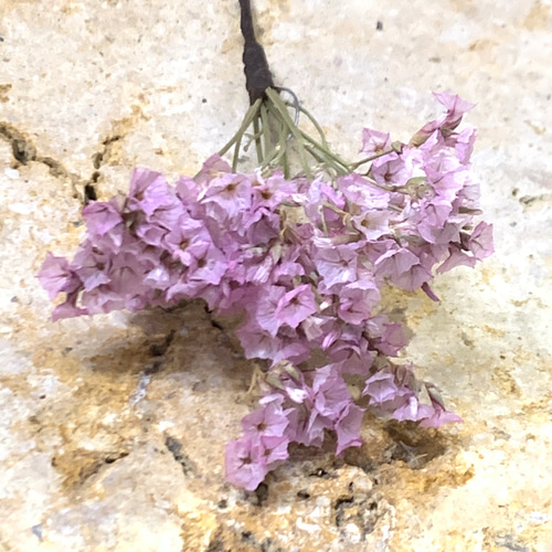 ハイブリッドスターチス/ﾋﾟﾝｸ 髪飾り(ドライフラワー) その他素材