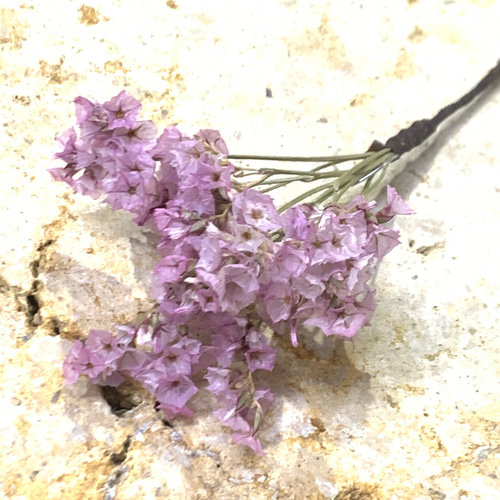 ハイブリッドスターチス/ﾋﾟﾝｸ 髪飾り(ドライフラワー) その他素材