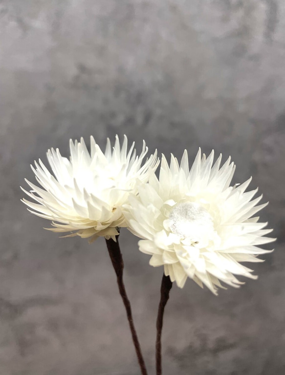 シルバーデージー/ホワイト 髪飾り (プリザーブドフラワー)2個 1枚目の画像
