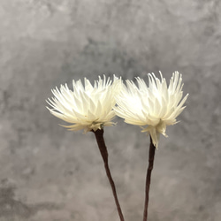 シルバーデージー/ホワイト 髪飾り (プリザーブドフラワー)2個 2枚目の画像