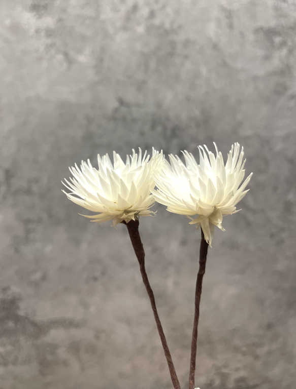 シルバーデージー/ホワイト 髪飾り (プリザーブドフラワー)2個 2枚目の画像