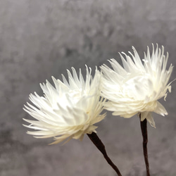 シルバーデージー/ホワイト 髪飾り (プリザーブドフラワー)2個 3枚目の画像