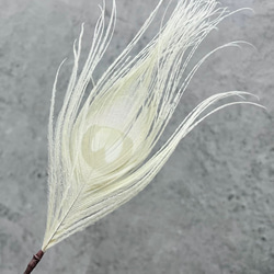 クジャクの羽/オフホワイト 髪飾り(ドライ)フェザー 1枚目の画像